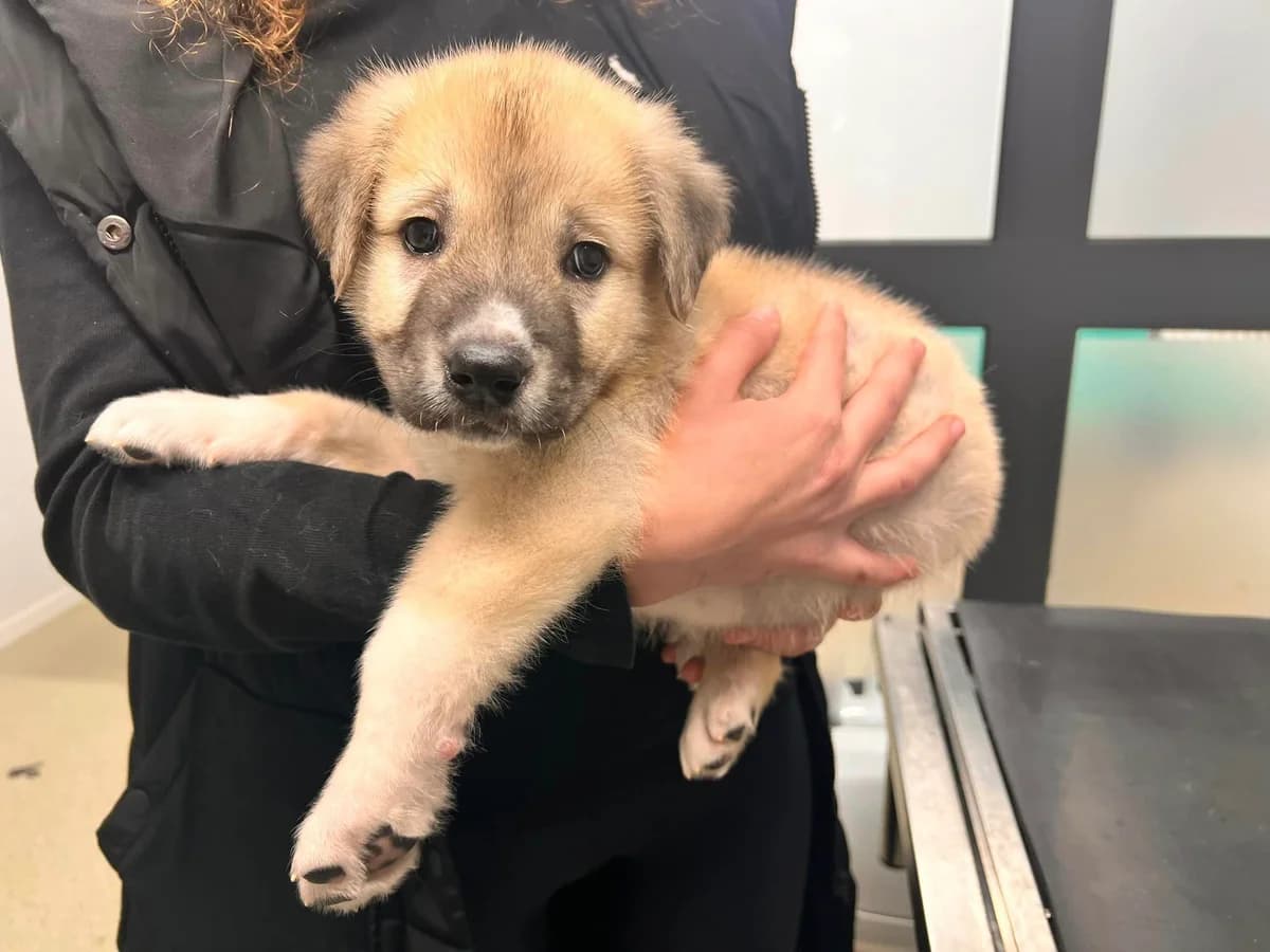 Jasper, weiß male puppy Mixed Breed for adoption at Ein Herz für Streuner e.V., München