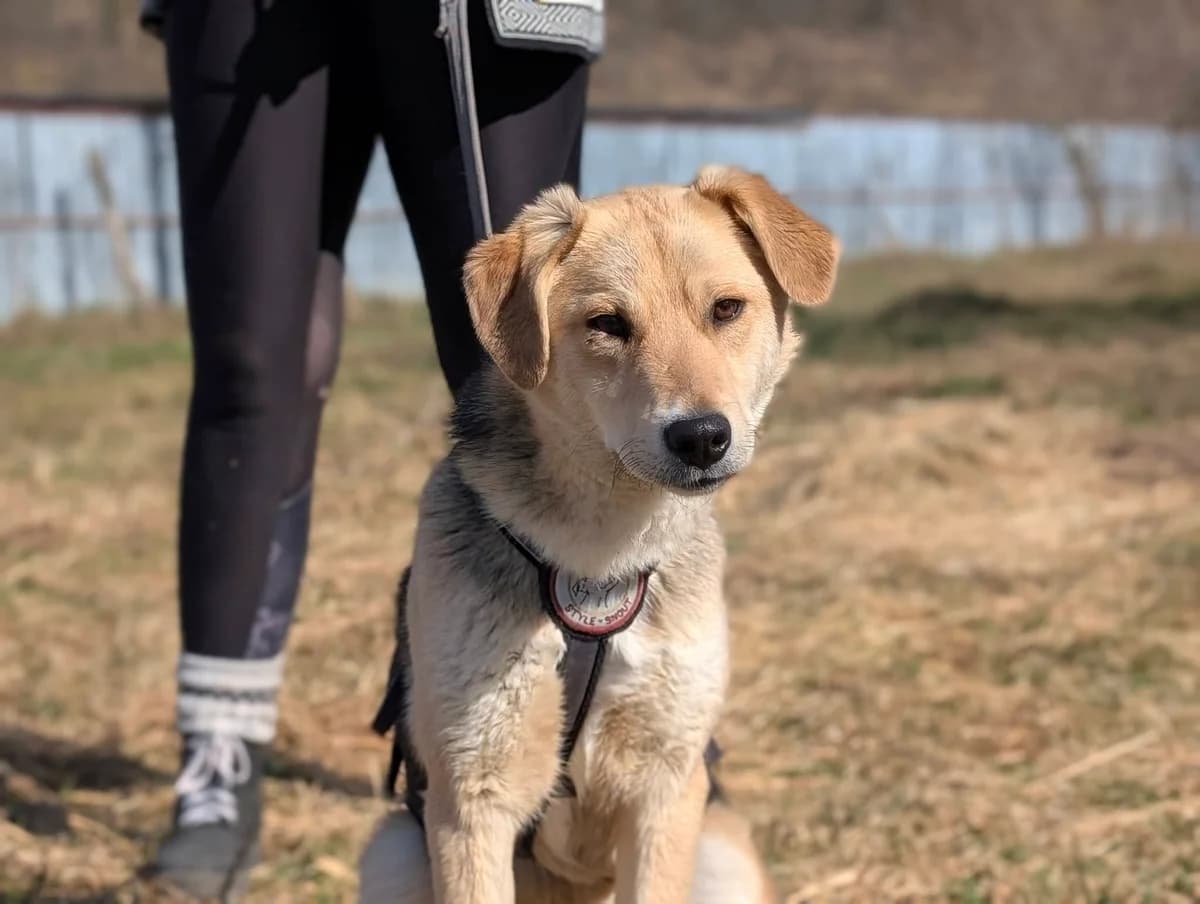 Jasper, male young Mixed Breed for adoption at Ein Herz für Streuner e.V., München