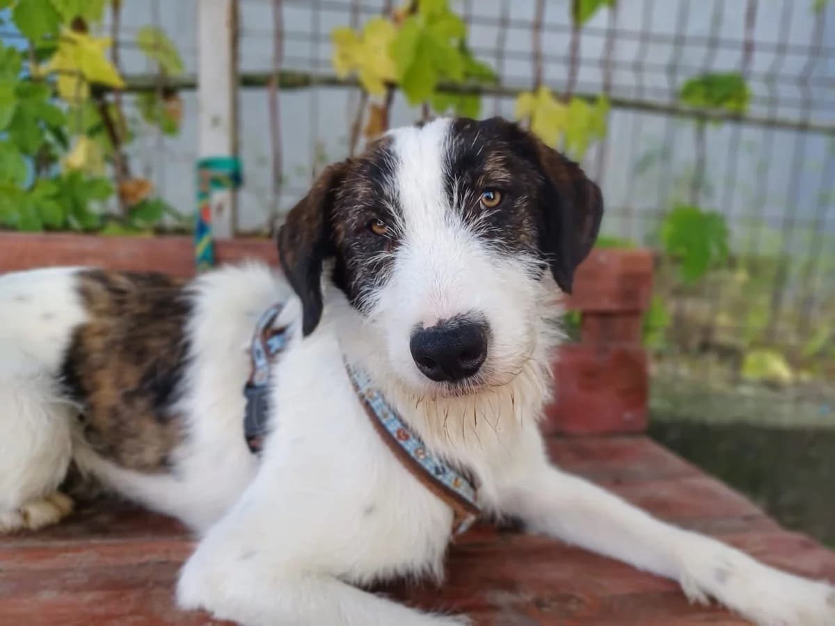 Jax, male young Mixed Breed for adoption at Ein Herz für Streuner e.V., München