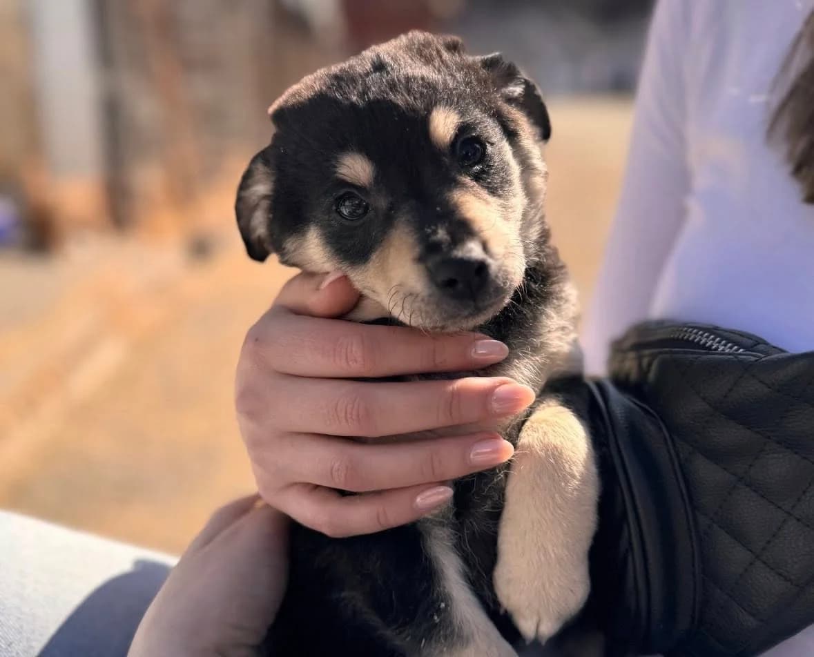 Jax, male puppy Mixed Breed for adoption at Ein Herz für Streuner e.V., München