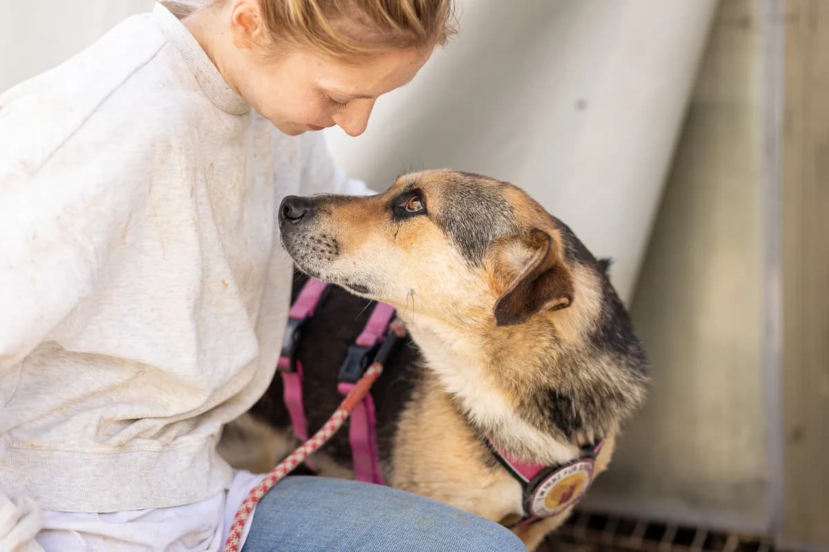 Jax, male 5yo Mixed Breed for adoption at Ein Herz für Streuner e.V., München