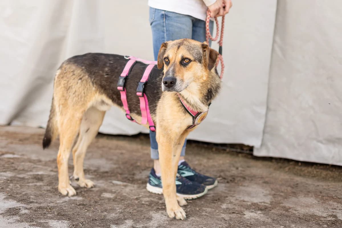 Jax, male 5yo Mixed Breed for adoption at Ein Herz für Streuner e.V., München