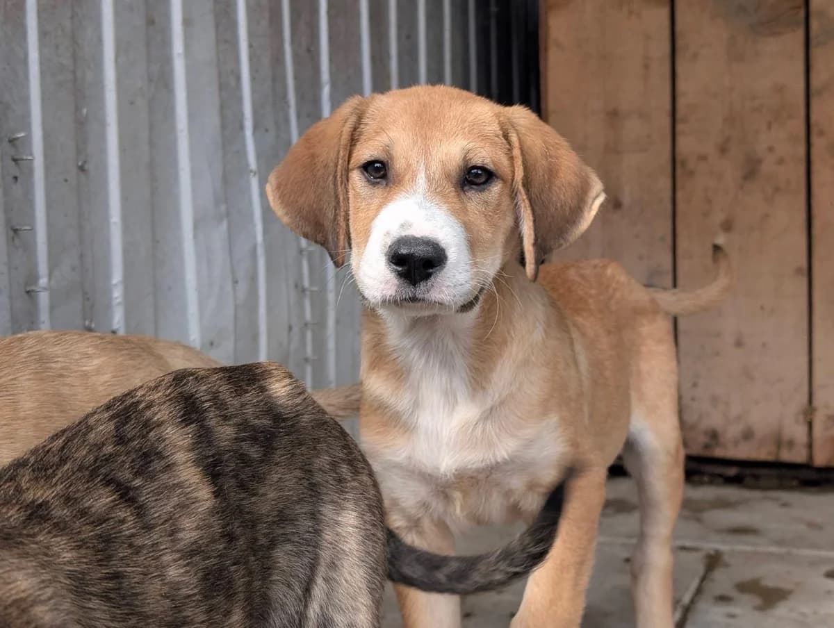 Jax, weiß male puppy Mixed Breed for adoption at Ein Herz für Streuner e.V., München