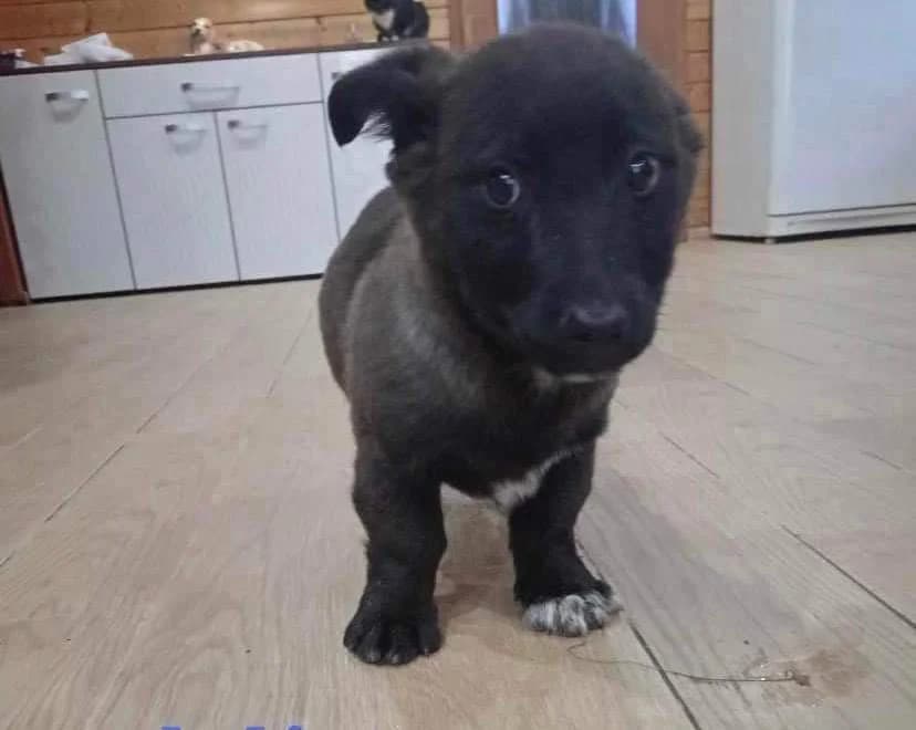 Jay, puppy Mixed Breed for adoption at Ein Herz für Streuner e.V., München