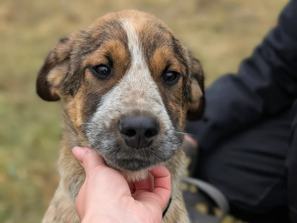 Jay-Z, male puppy Mixed Breed for adoption at Ein Herz für Streuner e.V., München