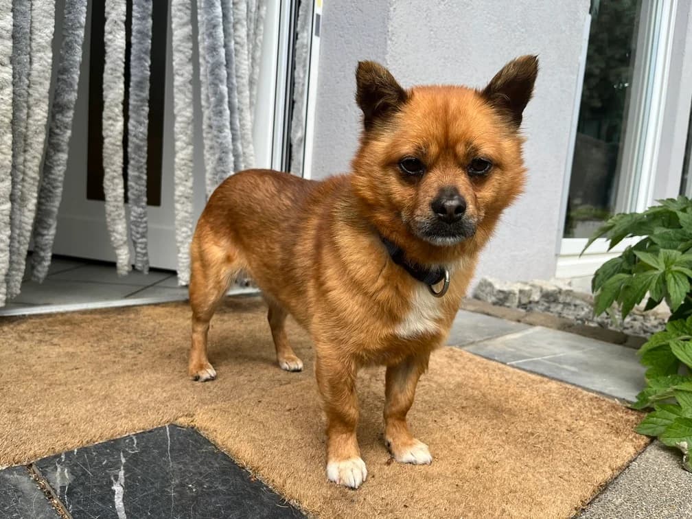 Jayjay, male 4yo Mixed Breed for adoption at Ein Herz für Streuner e.V., München