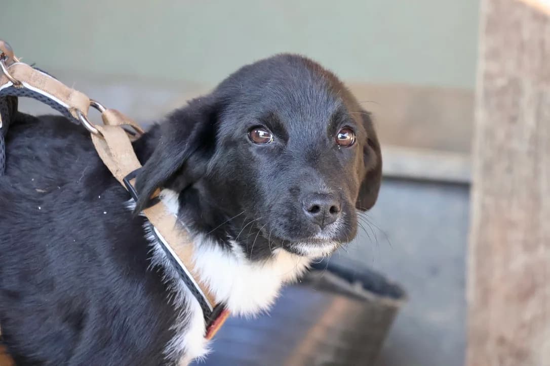 Jazz, schwarz male puppy Mixed Breed for adoption at Ein Herz für Streuner e.V., München