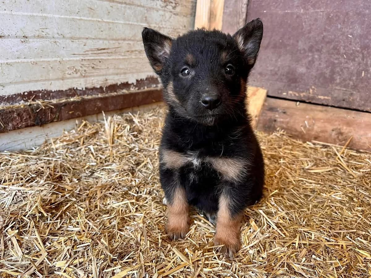 Jazzman, female puppy Mixed Breed for adoption at Ein Herz für Streuner e.V., München