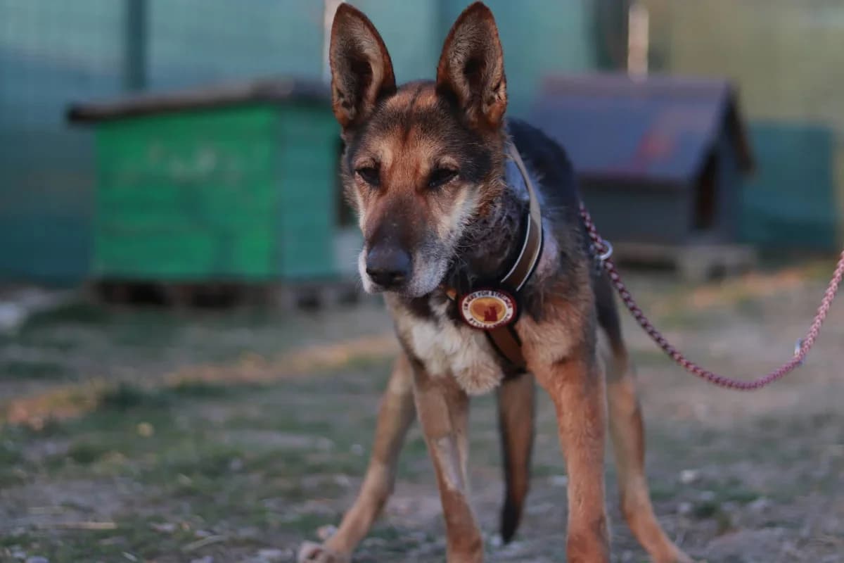 Jeanne, female senior Mixed Breed for adoption at Ein Herz für Streuner e.V., München