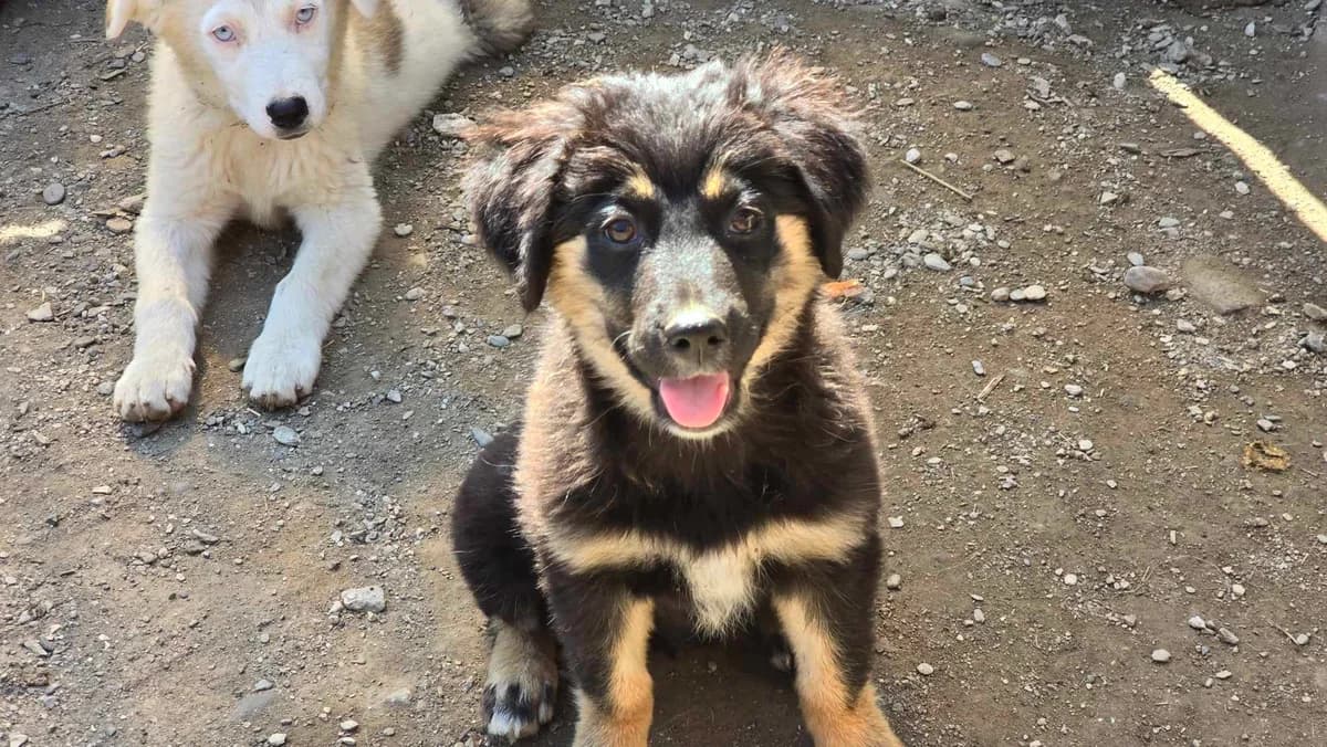 Jeannie, female puppy Mixed Breed for adoption at Ein Herz für Streuner e.V., München