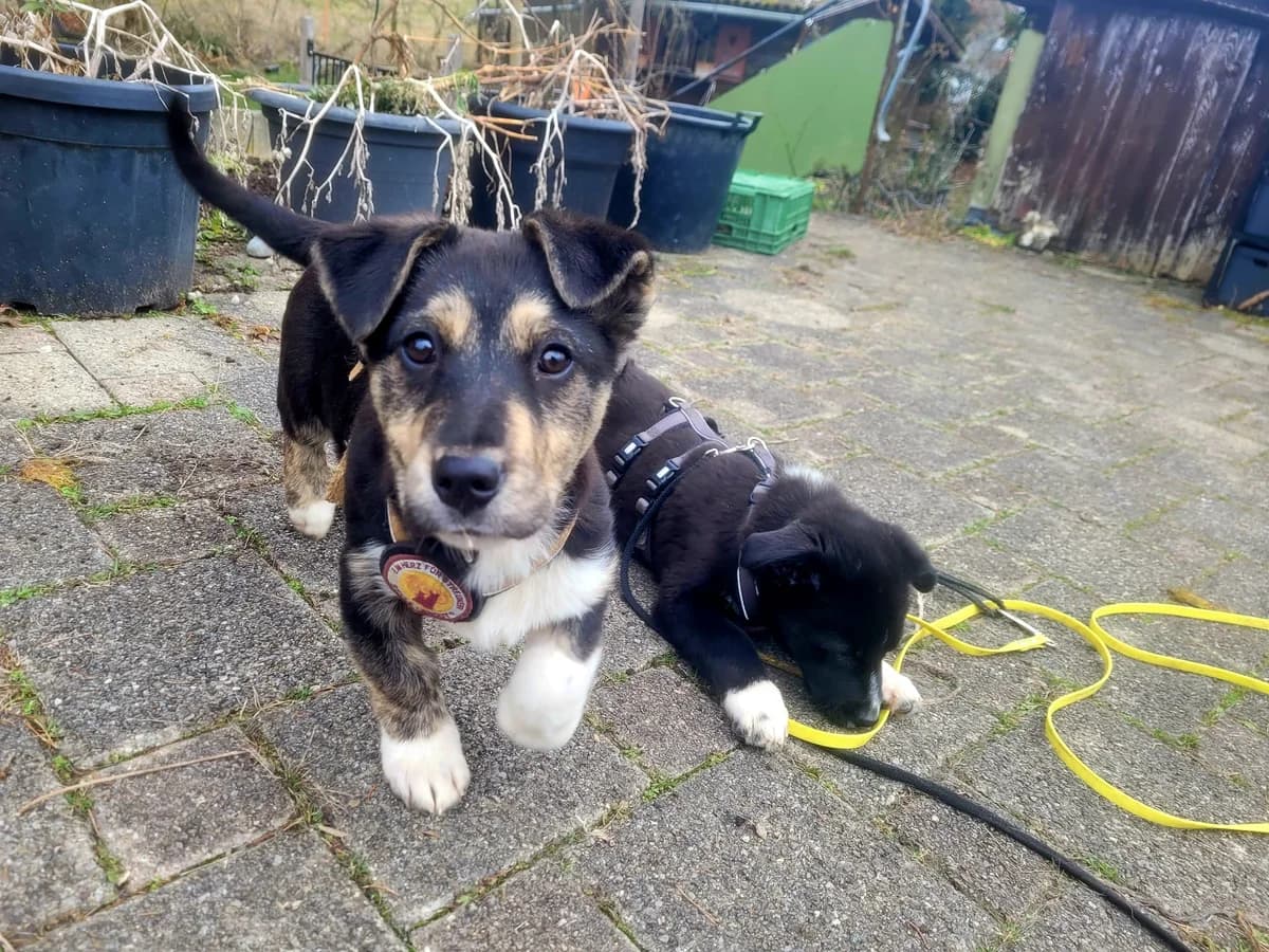 Jeff, male puppy Mixed Breed for adoption at Ein Herz für Streuner e.V., München