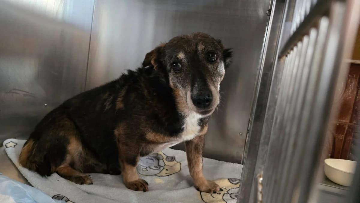 Jella, female 6yo Mixed Breed for adoption at Ein Herz für Streuner e.V., München