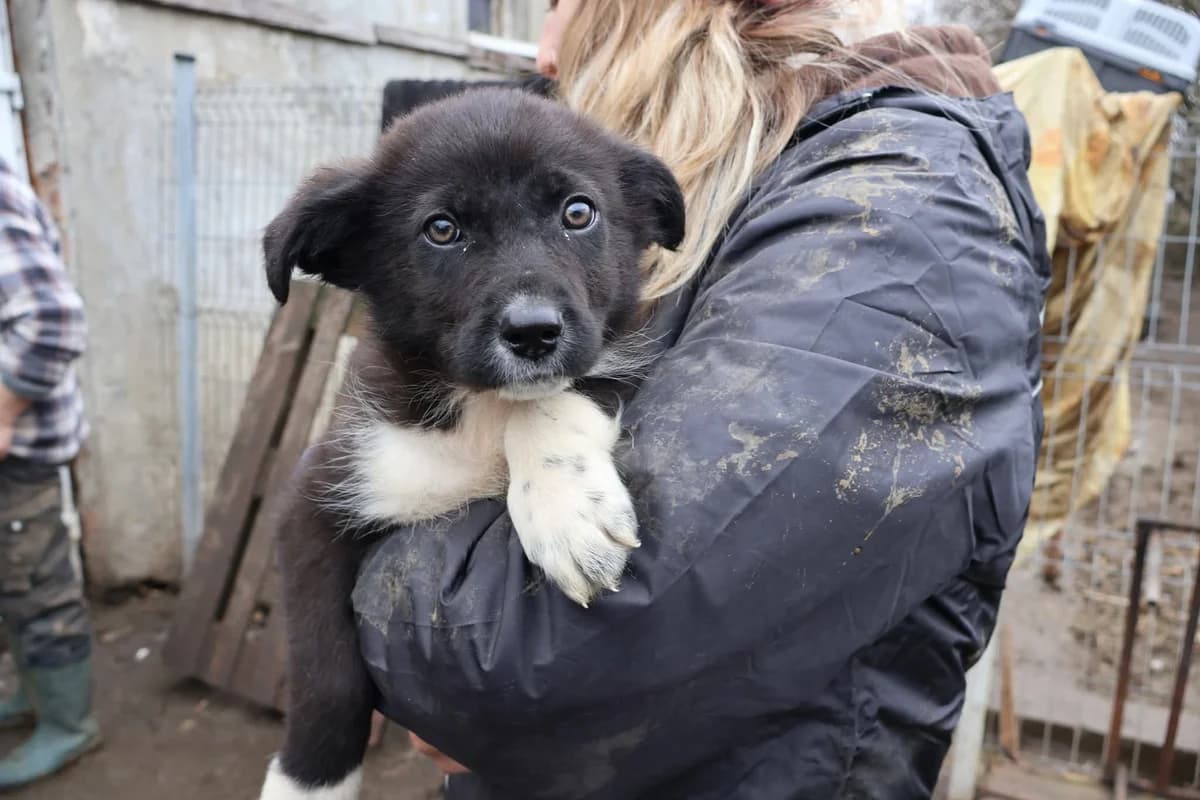 Jella, weiß puppy Mixed Breed for adoption at Ein Herz für Streuner e.V., München