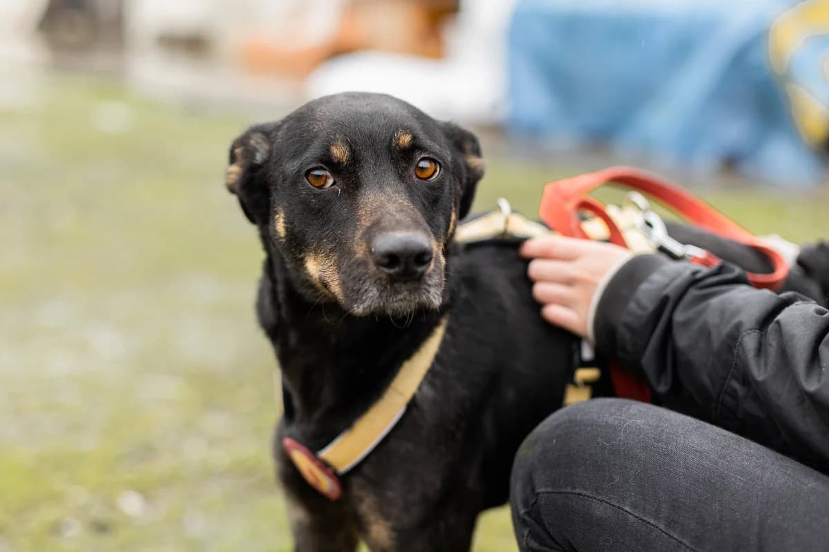 Jemma, female 4yo Mixed Breed for adoption at Ein Herz für Streuner e.V., München