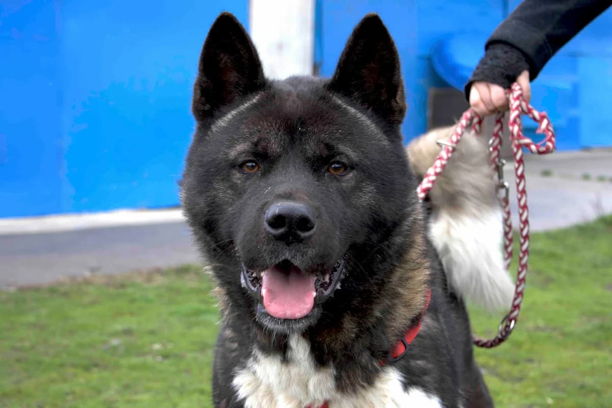 Jengo, schwarz male young Mixed Breed for adoption at Ein Herz für Streuner e.V., München