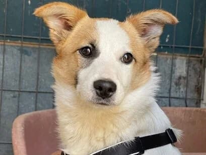 Jenna, female 5yo Mixed Breed for adoption at Ein Herz für Streuner e.V., München