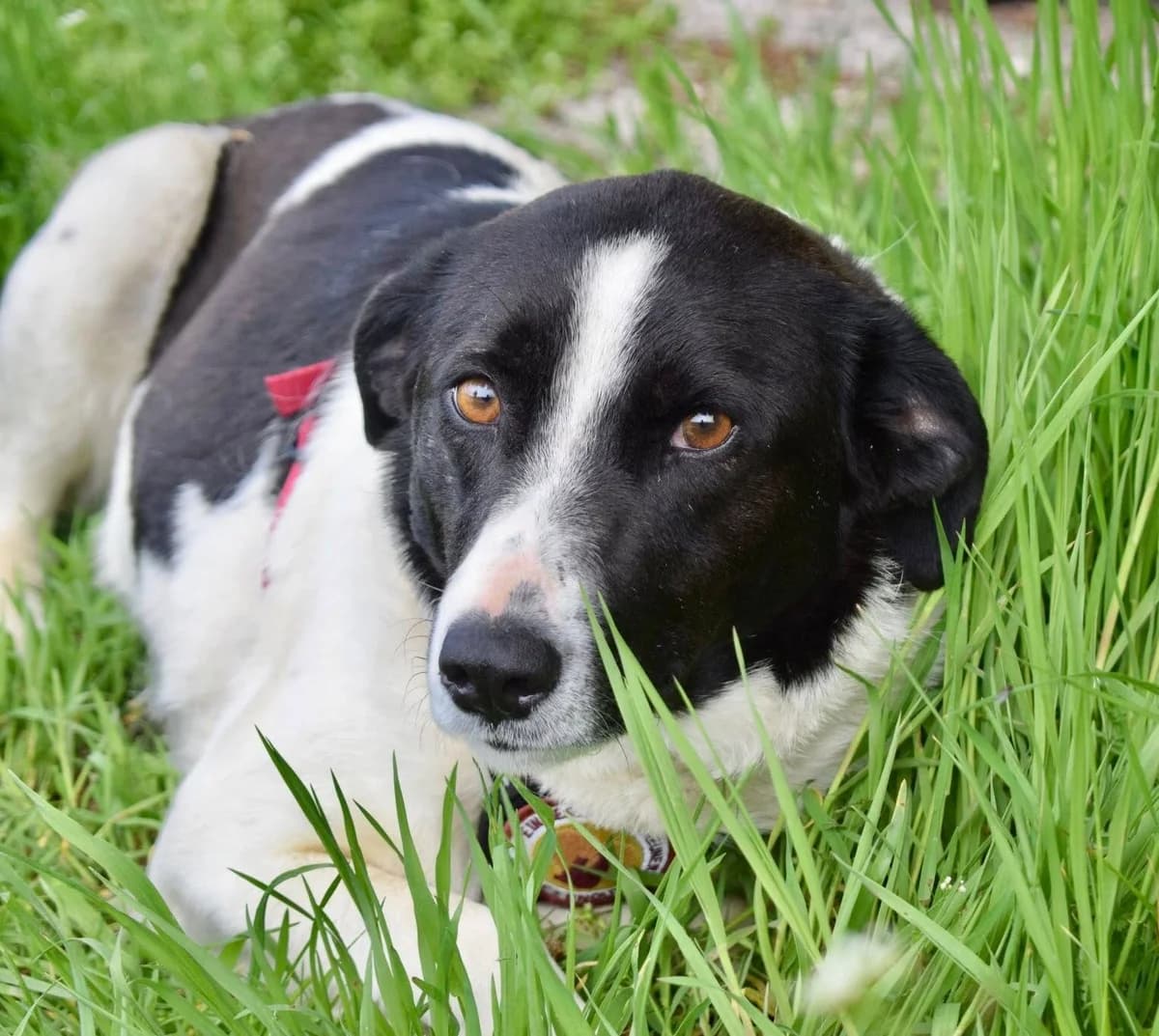 Jenna, schwarz female 3yo Mixed Breed for adoption at Ein Herz für Streuner e.V., München
