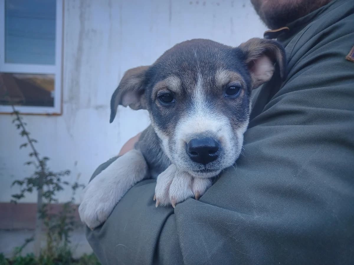 Jenni, schokobraun female puppy Mixed Breed for adoption at Ein Herz für Streuner e.V., München