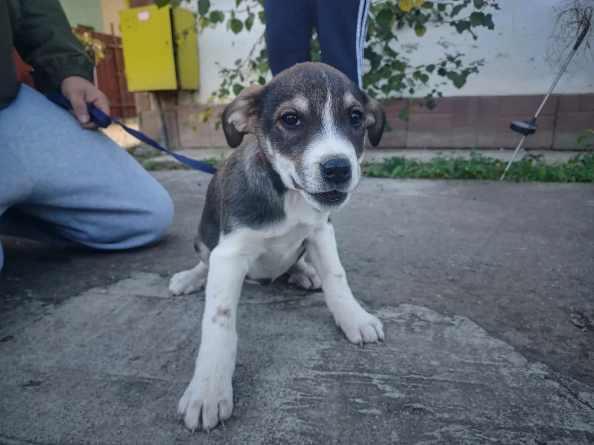 Jenni, schokobraun female puppy Mixed Breed for adoption at Ein Herz für Streuner e.V., München