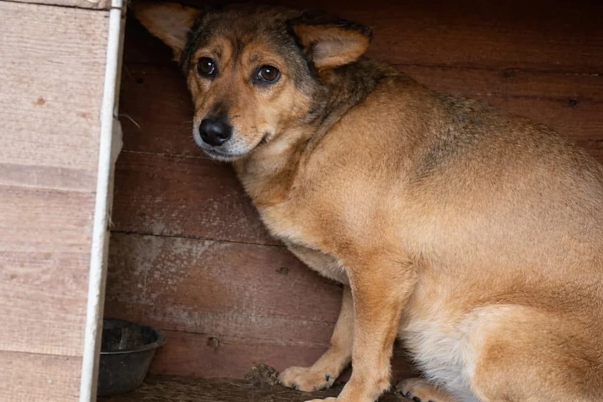 Jenny, female 5yo Mixed Breed for adoption at Ein Herz für Streuner e.V., München