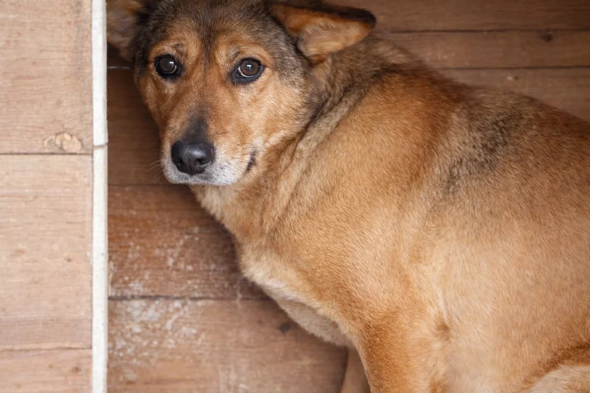 Jenny, female 5yo Mixed Breed for adoption at Ein Herz für Streuner e.V., München