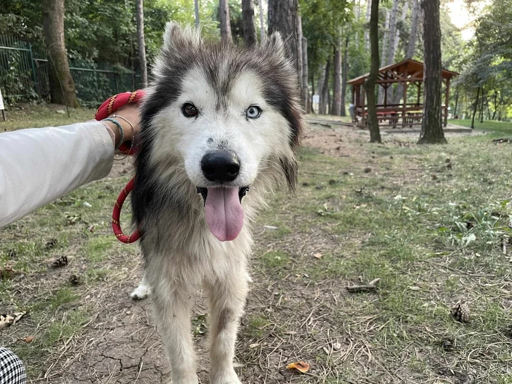 Jerky, male young Mixed Breed for adoption at Ein Herz für Streuner e.V., München