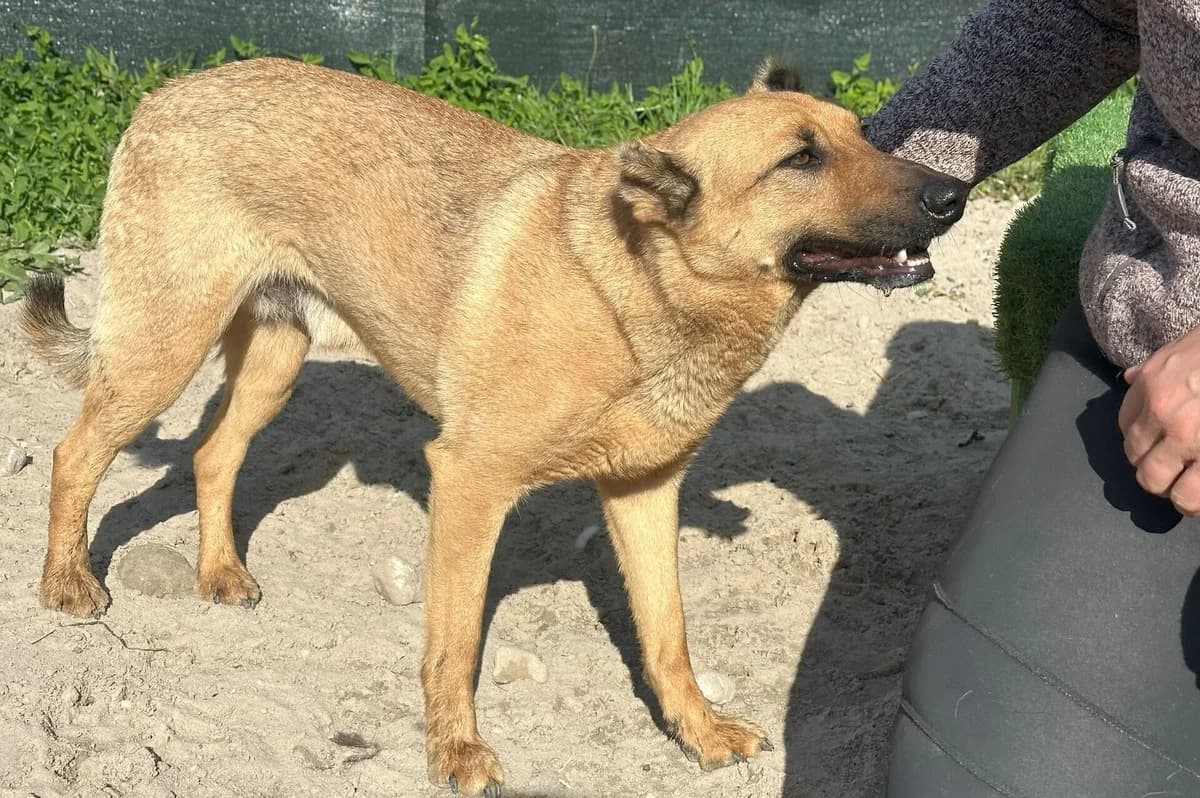 Jerry, male young Mixed Breed for adoption at Ein Herz für Streuner e.V., München