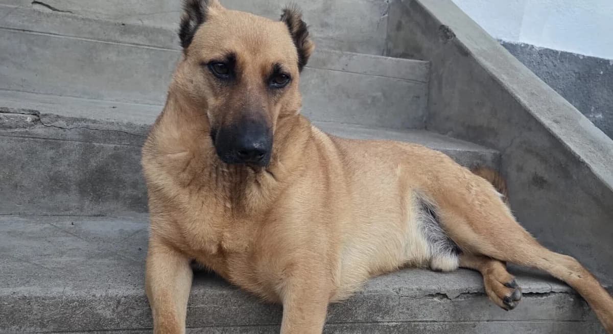 Jerry, male 5yo Mixed Breed for adoption at Ein Herz für Streuner e.V., München