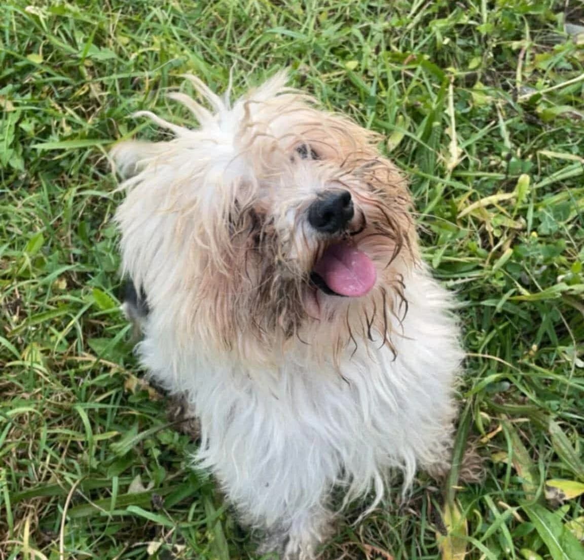 Jerry-Jo, weiß Mixed Breed for adoption at Ein Herz für Streuner e.V., München