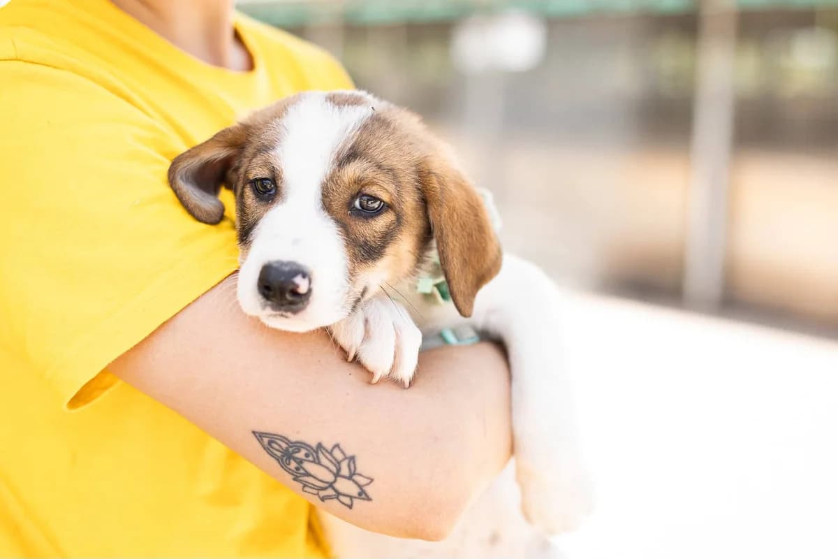 Jersey, weiß female puppy Mixed Breed for adoption at Ein Herz für Streuner e.V., München