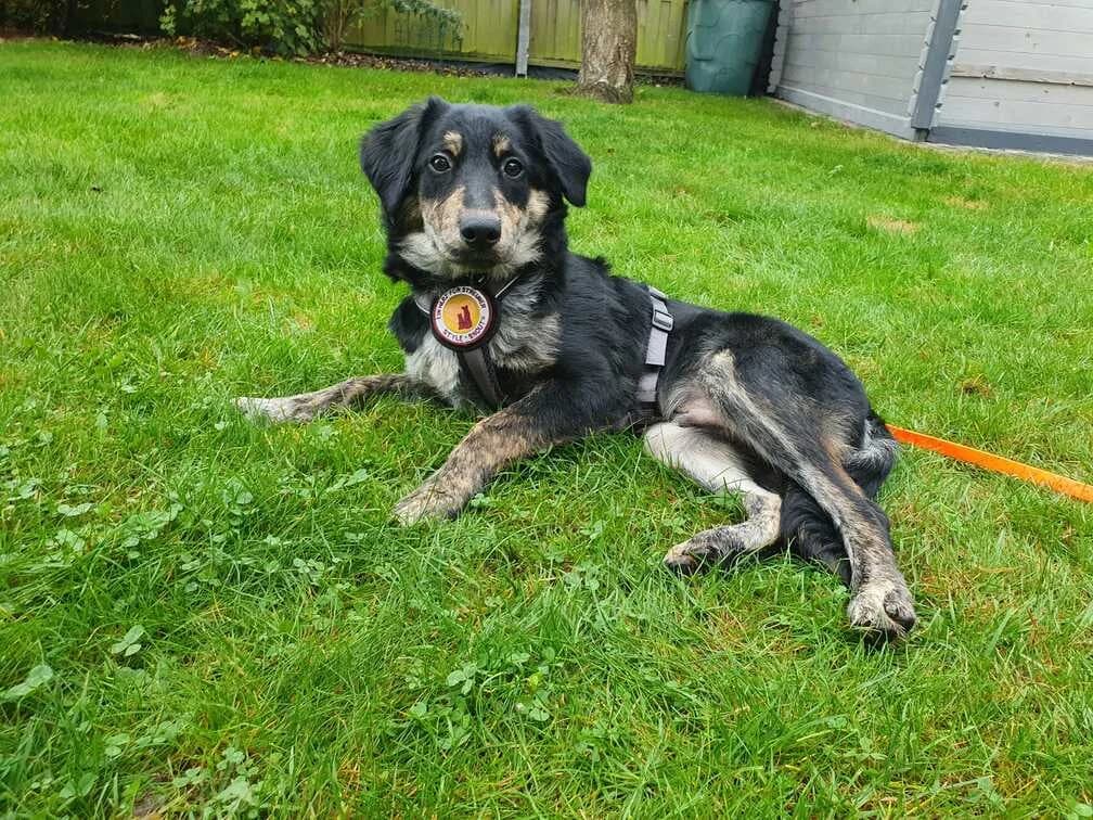 Jesse, male puppy Mixed Breed for adoption at Ein Herz für Streuner e.V., München