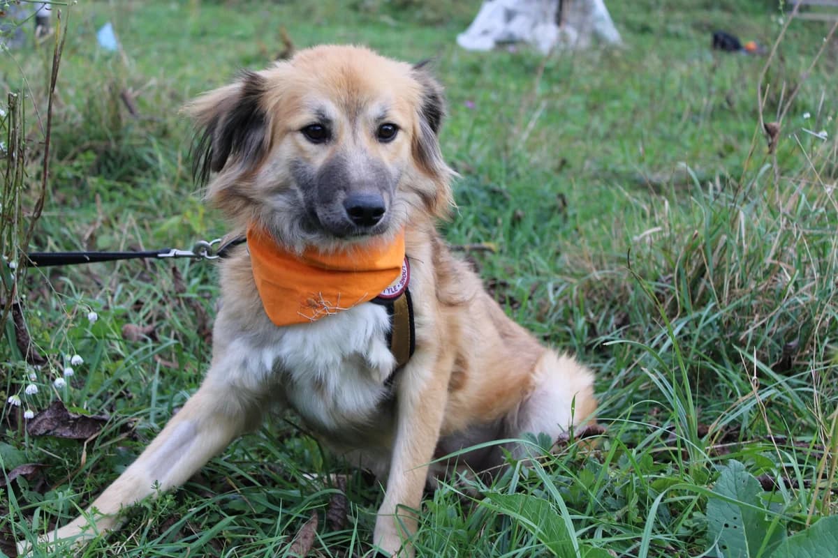 Jessi, female young Mixed Breed for adoption at Ein Herz für Streuner e.V., München