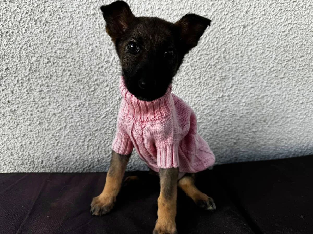 Jessi, schwarz female puppy Mixed Breed for adoption at Ein Herz für Streuner e.V., München