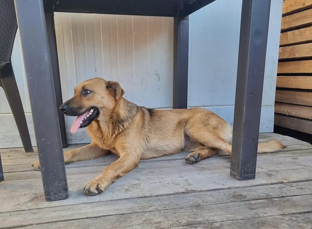 Jessy, female 3yo Mixed Breed for adoption at Ein Herz für Streuner e.V., München
