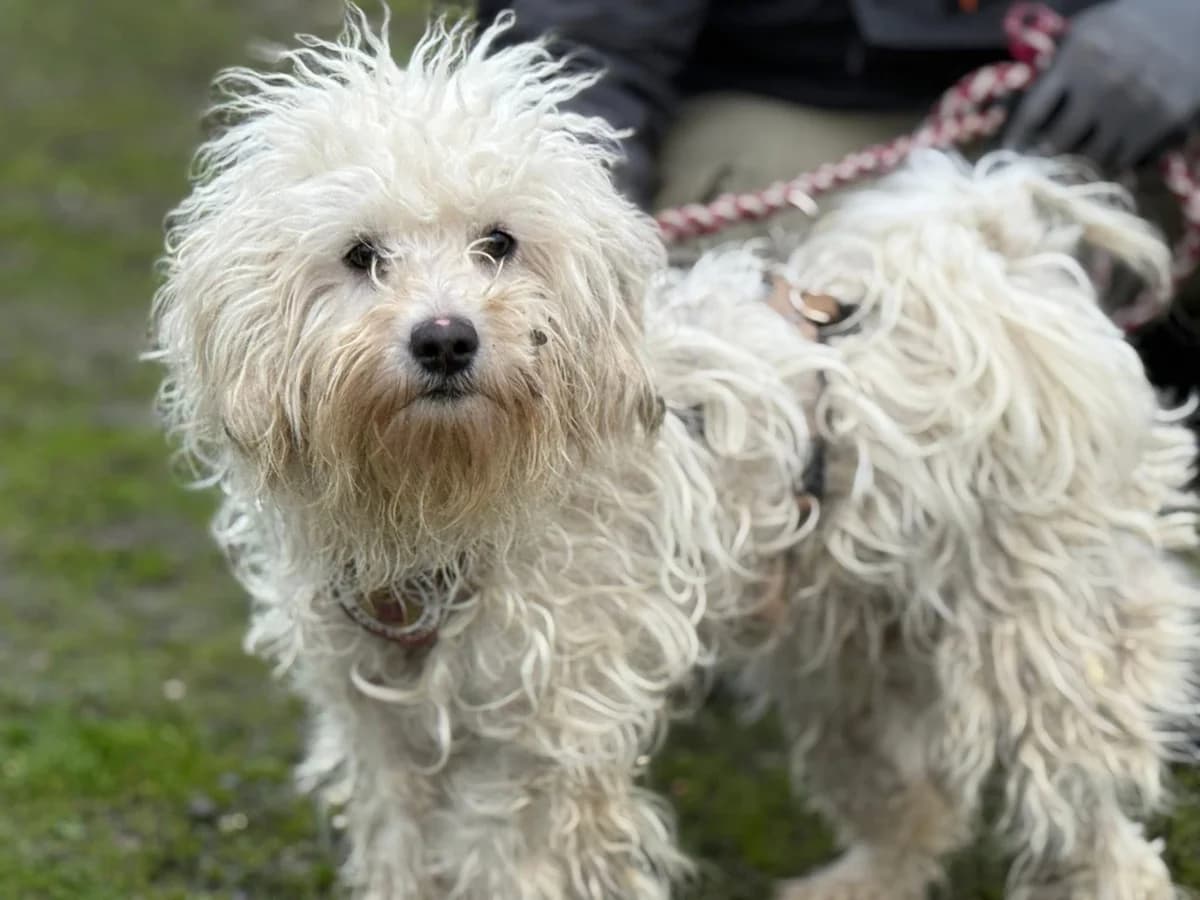 Jette, Mixed Breed for adoption at Ein Herz für Streuner e.V., München