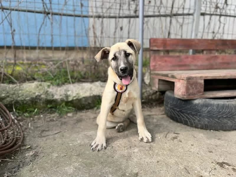 Jette, puppy Mixed Breed for adoption at Ein Herz für Streuner e.V., München