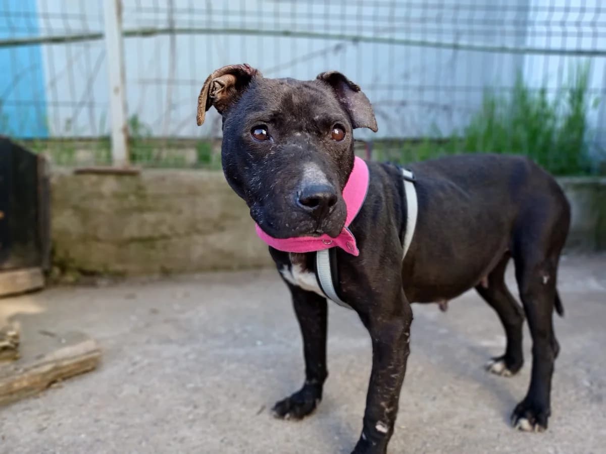 Jette, female 5yo Mixed Breed for adoption at Ein Herz für Streuner e.V., München