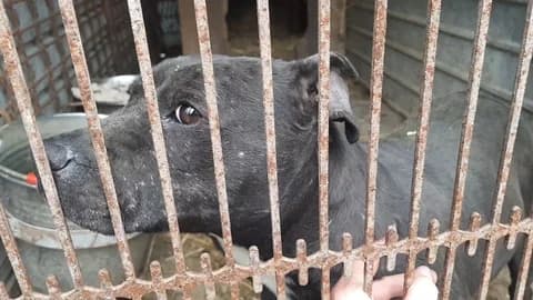 Jette, female 5yo Mixed Breed for adoption at Ein Herz für Streuner e.V., München