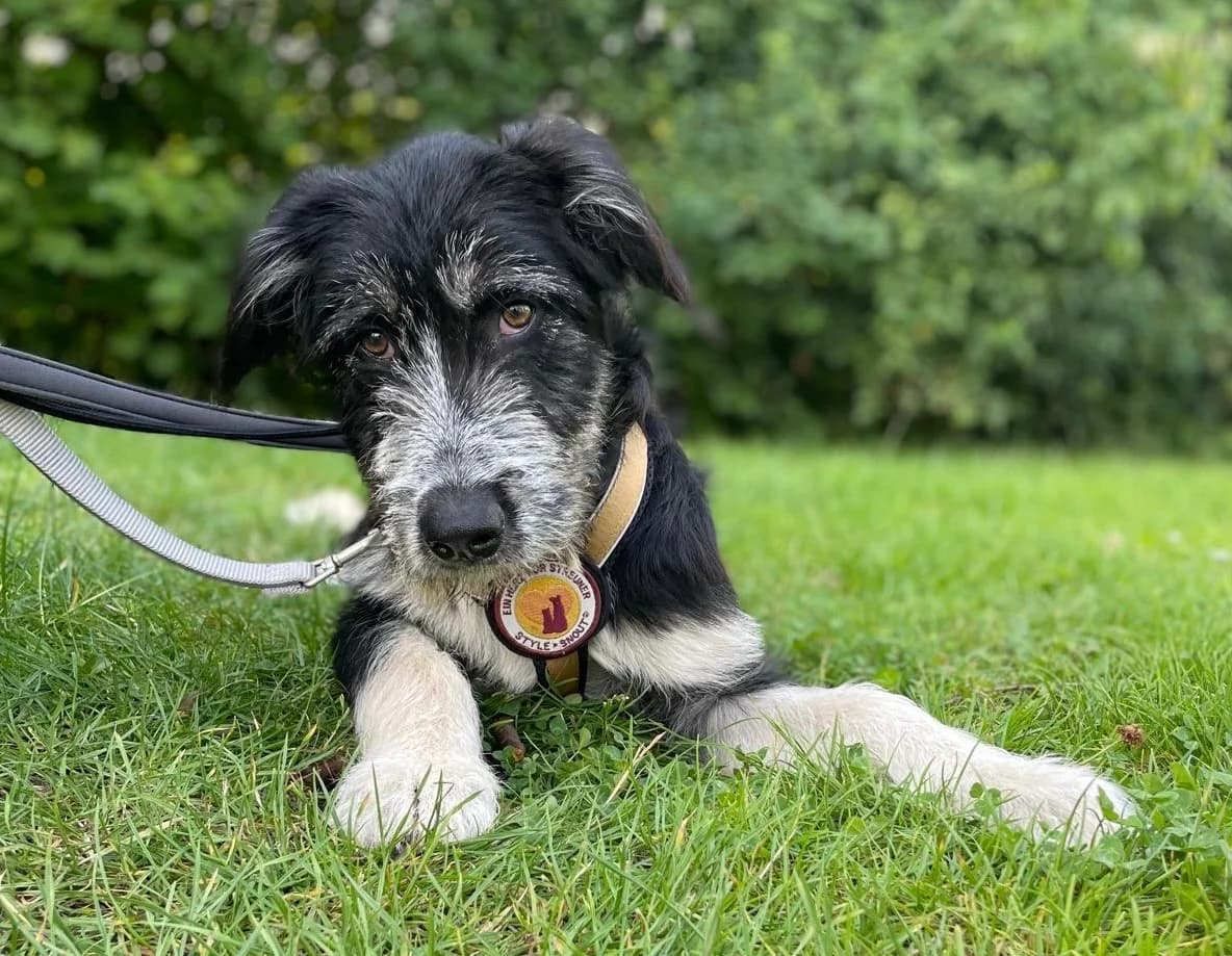 Jezebel, female puppy Mixed Breed for adoption at Ein Herz für Streuner e.V., München