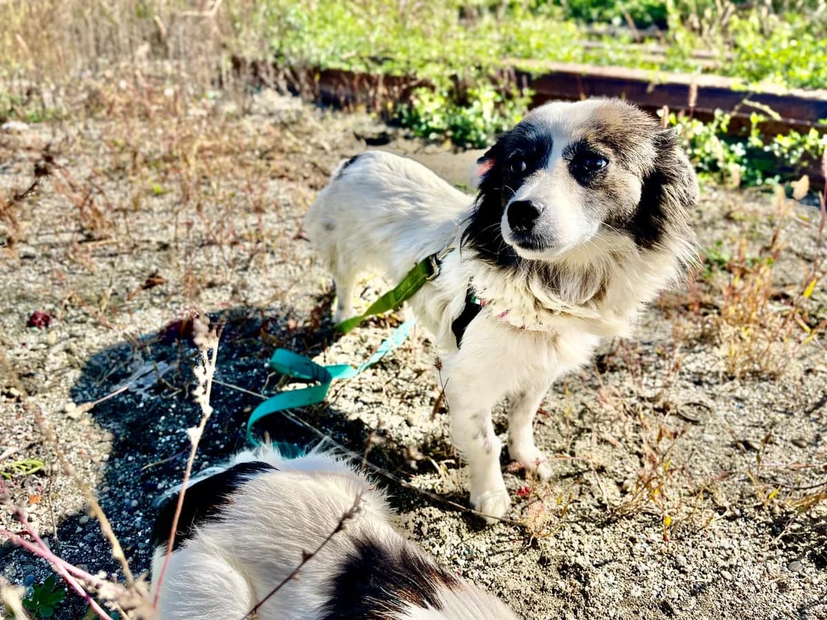 Jil, female young Mixed Breed for adoption at Ein Herz für Streuner e.V., München