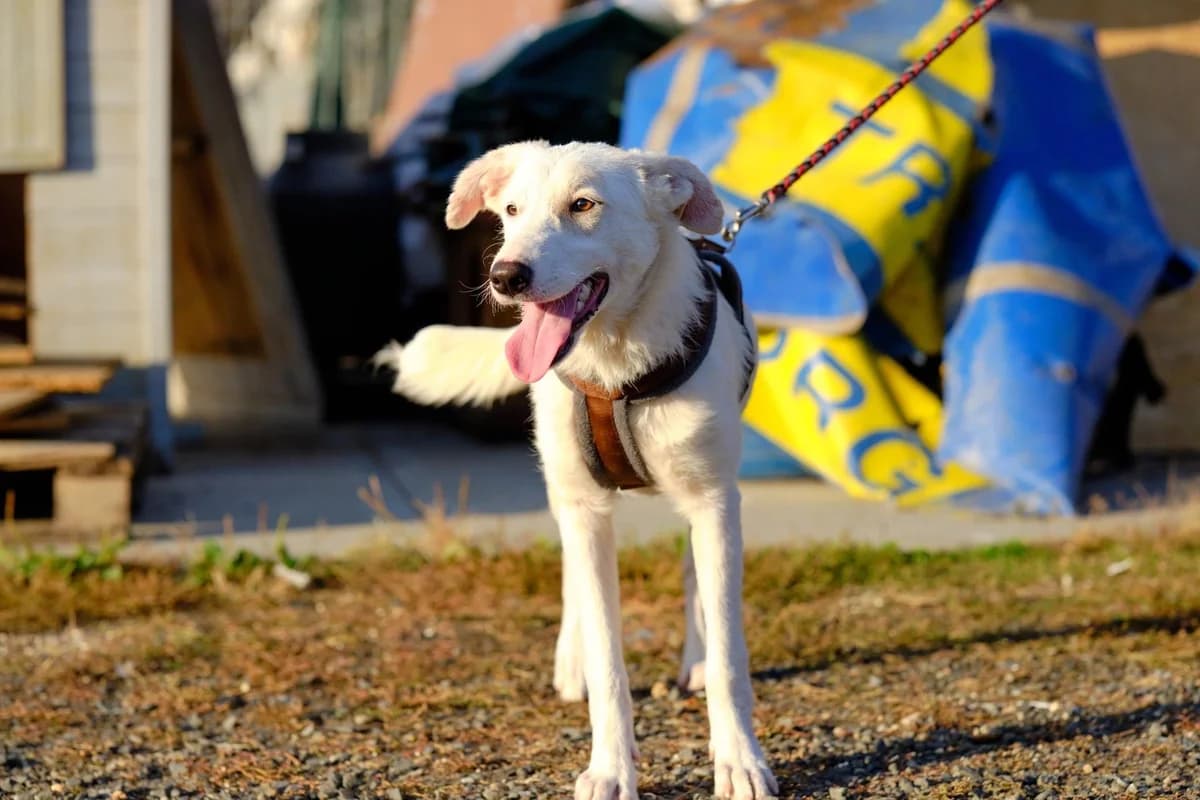 Jilly, female puppy Mixed Breed for adoption at Ein Herz für Streuner e.V., München
