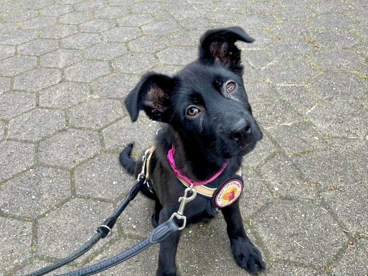 Jim Knopf, male puppy Mixed Breed for adoption at Ein Herz für Streuner e.V., München