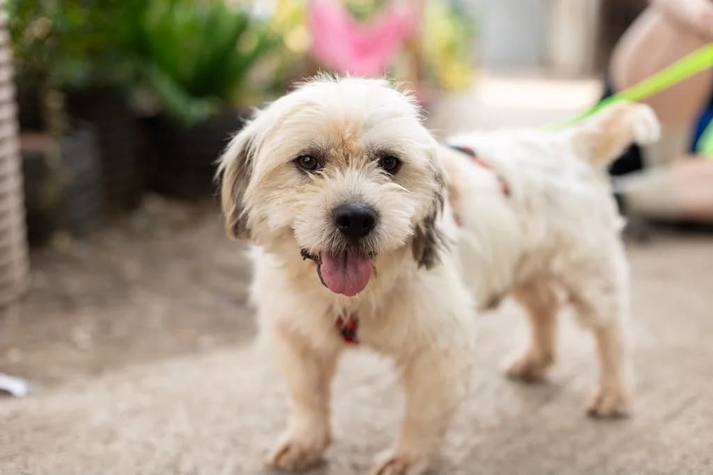 Jim Knopf, Mixed Breed for adoption at Ein Herz für Streuner e.V., München
