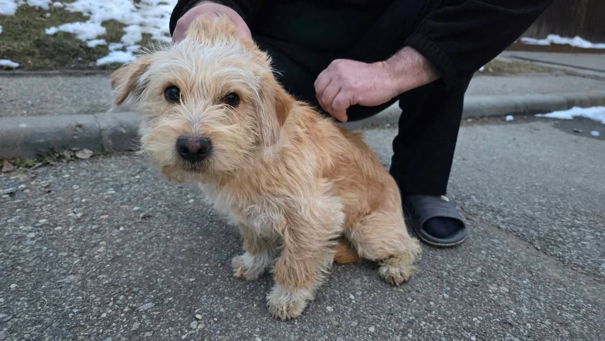 Jim Knopf, male puppy Mixed Breed for adoption at Ein Herz für Streuner e.V., München
