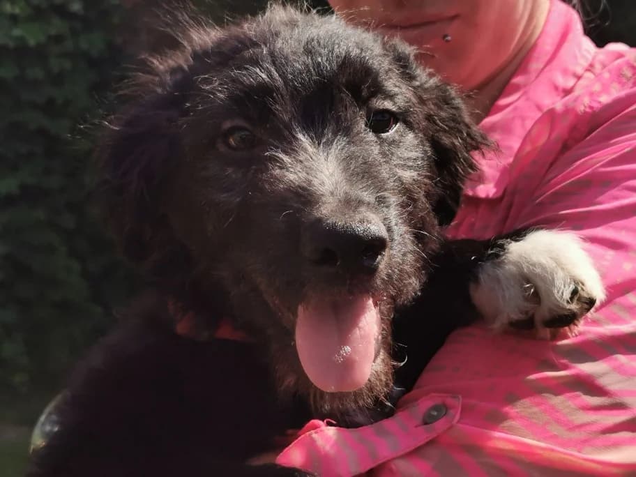 Jimbo, schwarz male puppy Mixed Breed for adoption at Ein Herz für Streuner e.V., München