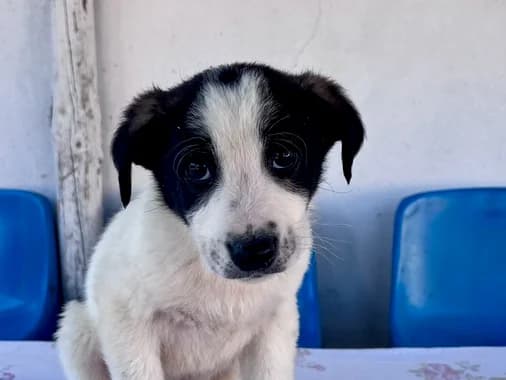 Jimini, male puppy Mixed Breed for adoption at Ein Herz für Streuner e.V., München