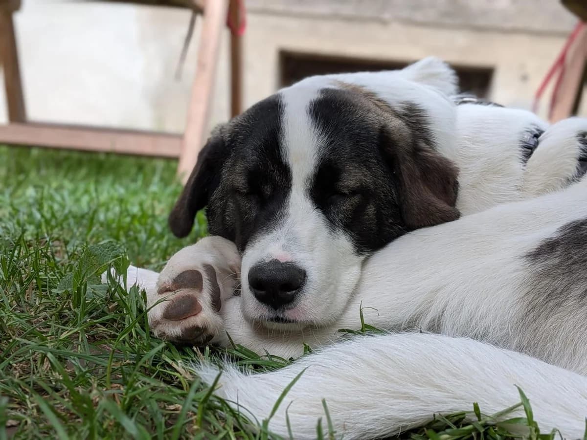 Jiminy, male puppy Mixed Breed for adoption at Ein Herz für Streuner e.V., München