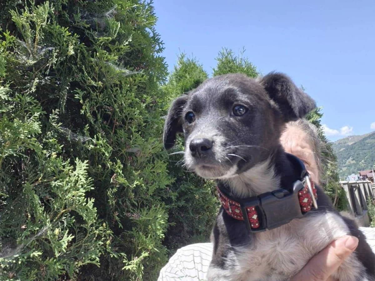 Jimmi, puppy Mixed Breed for adoption at Ein Herz für Streuner e.V., München