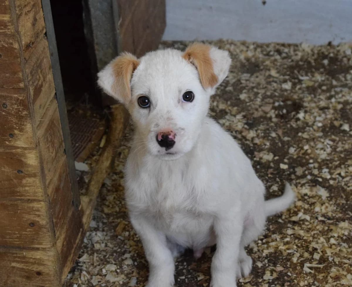Jimmy, weiß male puppy Mixed Breed for adoption at Ein Herz für Streuner e.V., München