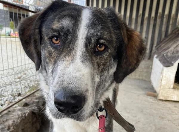 Jimmy, male 5yo Mixed Breed for adoption at Ein Herz für Streuner e.V., München
